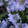 Crystal River® Veronica -Perennials Sales Store crystal river veronica