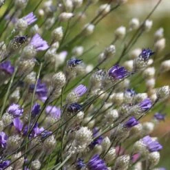 Cupid's Dart (Catanache) -Perennials Sales Store cupids dart catananche caerulea garden before bloom