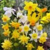 Rock Garden Daffodil Mix -Perennials Sales Store daffodil narcissus rock garden mixture