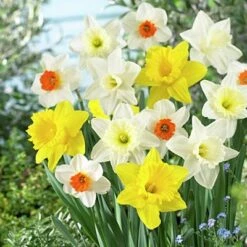 Large Cupped Daffodil Mix -Perennials Sales Store daffodillargecuppedmix5