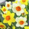 Large Cupped Daffodil Mix 2 Large Cupped Daffodil Mix -Perennials Sales Store daffodillargecuppedmix6