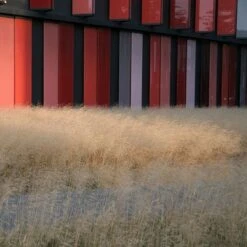 Gold Dew Tufted Hair Grass -Perennials Sales Store deschampsia cespitosa goldtau hoffman cropped 1 2