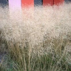 Gold Dew Tufted Hair Grass