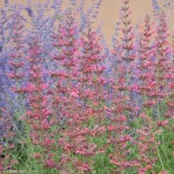 Desert Sunrise® Agastache -Perennials Sales Store desert sunrise agastache close up