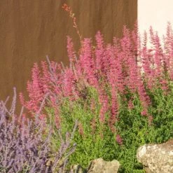 Desert Sunrise® Agastache -Perennials Sales Store desert sunrise agastache rock garden
