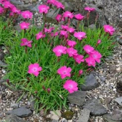 Kahori Pink® Dianthus -Perennials Sales Store dianthus kahor pink
