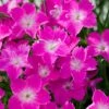 Kahori Pink® Dianthus -Perennials Sales Store dianthus kahori close up