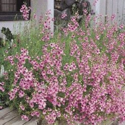 Coral Canyon® Twinspur (Diascia) -Perennials Sales Store diascia integerrima 42410
