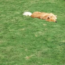 Dog Tuff™ Grass Plugs -Perennials Sales Store dog tuff grass hblb870 with dog