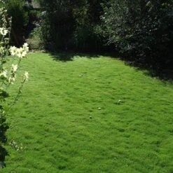 Dog Tuff™ Grass Plugs -Perennials Sales Store dog tuff grass plug lawn