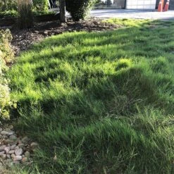 Dog Tuff™ Grass Plugs -Perennials Sales Store dog tuff grass plugs dog friendly grass