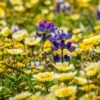 Native Dry Area Wildflower Seed Mix -Perennials Sales Store dry area native mix wildflowers meadow