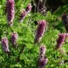 Dwarf Leadplant (Amorpha) -Perennials Sales Store dwarf leadplant amorpha amorpha nana flowers