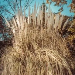 Dwarf Pampas Grass -Perennials Sales Store dwarf pampas grass winter