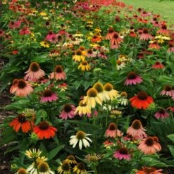 Cheyenne Spirit Echinacea -Perennials Sales Store echinacea cheyenne spirit 600