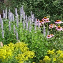 Blue Fortune Agastache -Perennials Sales Store echinacea purpurea agastache blue fortune solidago