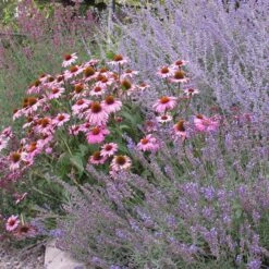 Magnus Echinacea -Perennials Sales Store echinacea purpurea magnus 2