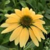 Mellow Yellows Echinacea -Perennials Sales Store echinacea purpurea mellow yellow