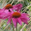 Ruby Star Echinacea -Perennials Sales Store echinacea purpurea rubinstern close up