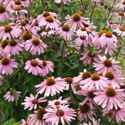 Magnus Echinacea -Perennials Sales Store echinacea magnus garden flowers 1