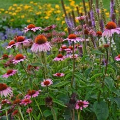 Magnus Echinacea -Perennials Sales Store echinacea magnus garden 1