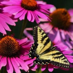 Ruby Star Echinacea -Perennials Sales Store echinacea purpurea rubinstern ruby star coneflower pollinator