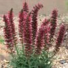 Red Feathers (Echium) -Perennials Sales Store echium amoenum bill adams
