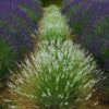 Edelweiss Lavender -Perennials Sales Store edelweiss lavender garden meadow 1