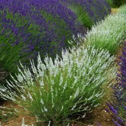 Edelweiss Lavender -Perennials Sales Store edelweiss lavender pale lavender spikes 1