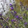 Buena Vista English Lavender -Perennials Sales Store emmis oure lavandula buena vista flower