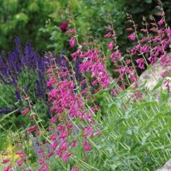 Coconino County Desert Penstemon -Perennials Sales Store emmis oure penstemon coconino county 3 cropped 1