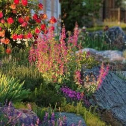 Coconino County Desert Penstemon -Perennials Sales Store emmis oure penstemon coconino county 6 cropped 1