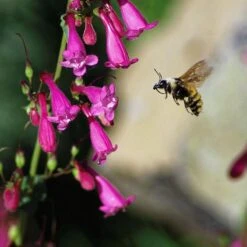 Coconino County Desert Penstemon -Perennials Sales Store emmis oure penstemon coconino county with bee cropped 1