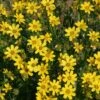 Engelmann's Daisy (Engelmannia) -Perennials Sales Store engelmannia peristenia pat hayward