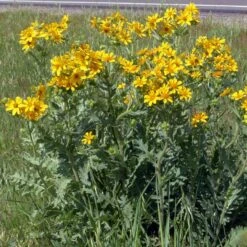 Engelmann's Daisy (Engelmannia) -Perennials Sales Store engelmannia texas roadway pgh 1