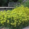 Kannah Creek® Sulphur Buckwheat -Perennials Sales Store eriogonum umbellatum kanah creek 5