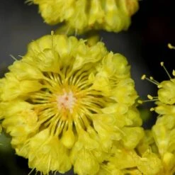 Kannah Creek® Sulphur Buckwheat -Perennials Sales Store eriogonum umbellatum sulphurflower buckwheat 1