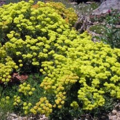 Kannah Creek® Sulphur Buckwheat -Perennials Sales Store eriogonum umbellatum v aureum kanah creek 49695 1