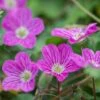 Bishop's Form Heronsbill (Erodium) -Perennials Sales Store erodium bishops form 1
