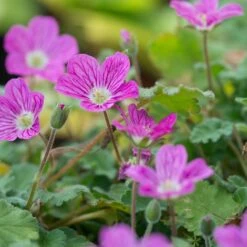 Bishop's Form Heronsbill (Erodium) -Perennials Sales Store erodium bishops form 3
