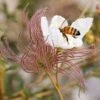Apache Plume (Fallugia) -Perennials Sales Store fallugia paradoxa bee seed head cropped
