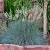 Siskiyou Blue Fescue Grass 1 Siskiyou Blue Fescue Grass -Perennials Sales Store festuca idahoensis siskiyou blue 4