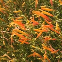 FlowerKisser® Citrus Surprise Penstemon -Perennials Sales Store flowerkisser citrus surprise penstemon 2