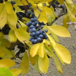 Berry Girl New Mexico Privet -Perennials Sales Store forestiera neomexicana fall foliage and fruit 52550 1