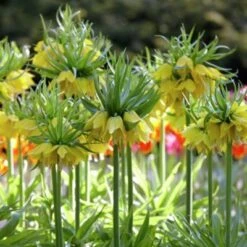 Yellow Crown Imperial -Perennials Sales Store fritallarialutea1 1