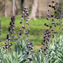 Persian Lily 5 Persian Lily -Perennials Sales Store fritillaria persica persian lily purple cropped