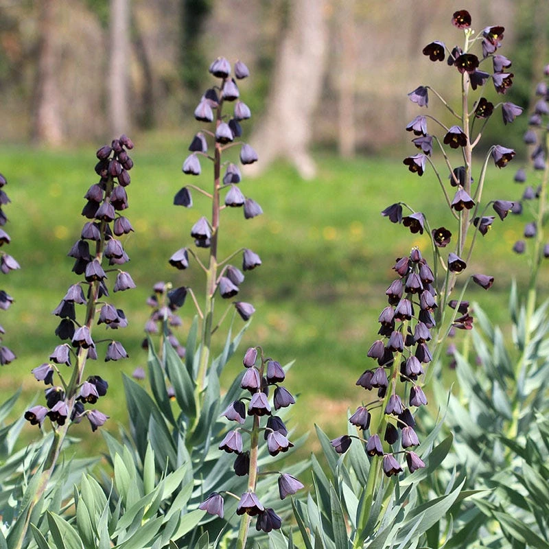 Persian Lily 4 Persian Lily - Image 2