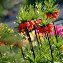 Red Crown Imperial -Perennials Sales Store fritillariared2