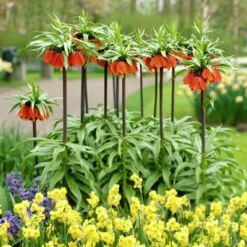 Perennials Sales Store -Perennials Sales Store fritillariared3