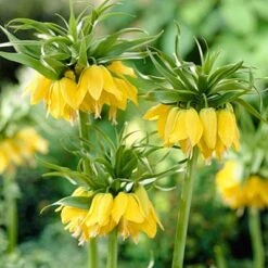 Yellow Crown Imperial -Perennials Sales Store fritillariayellow1 1